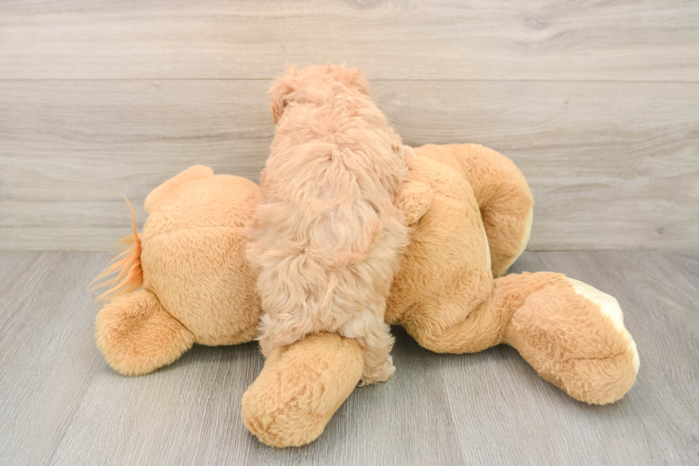 Small Maltipoo Baby