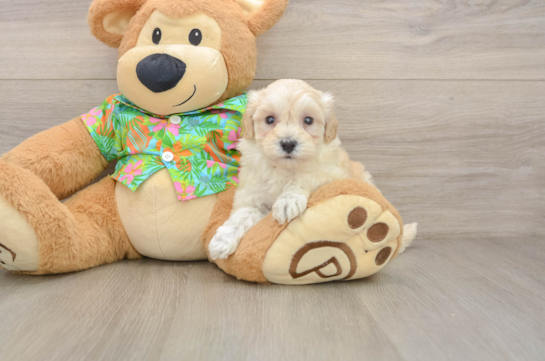 FOU FOU, a Maltipoo littermate