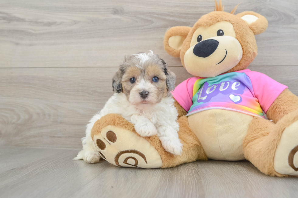 6 week old Maltipoo Puppy For Sale - Seaside Pups
