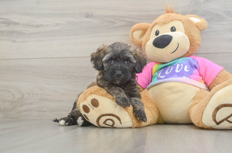 6 week old Maltipoo Puppy For Sale - Seaside Pups