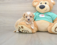 8 week old Maltipoo Puppy For Sale - Seaside Pups