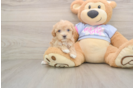 Hypoallergenic Maltese Poodle Poodle Mix Puppy