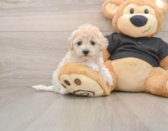 8 week old Maltipoo Puppy For Sale - Seaside Pups