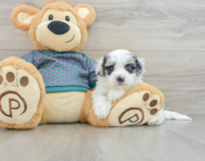 8 week old Maltipoo Puppy For Sale - Seaside Pups