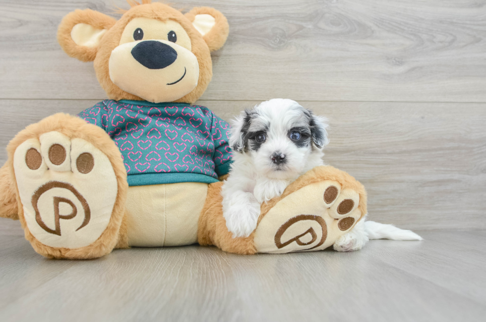 8 week old Maltipoo Puppy For Sale - Seaside Pups