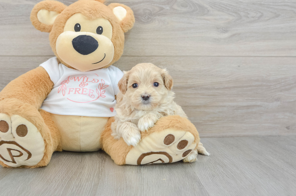 6 week old Maltipoo Puppy For Sale - Seaside Pups