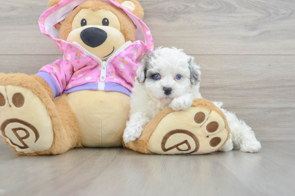 5 week old Maltipoo Puppy For Sale - Seaside Pups