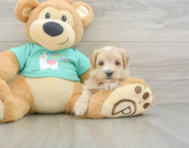 8 week old Maltipoo Puppy For Sale - Seaside Pups