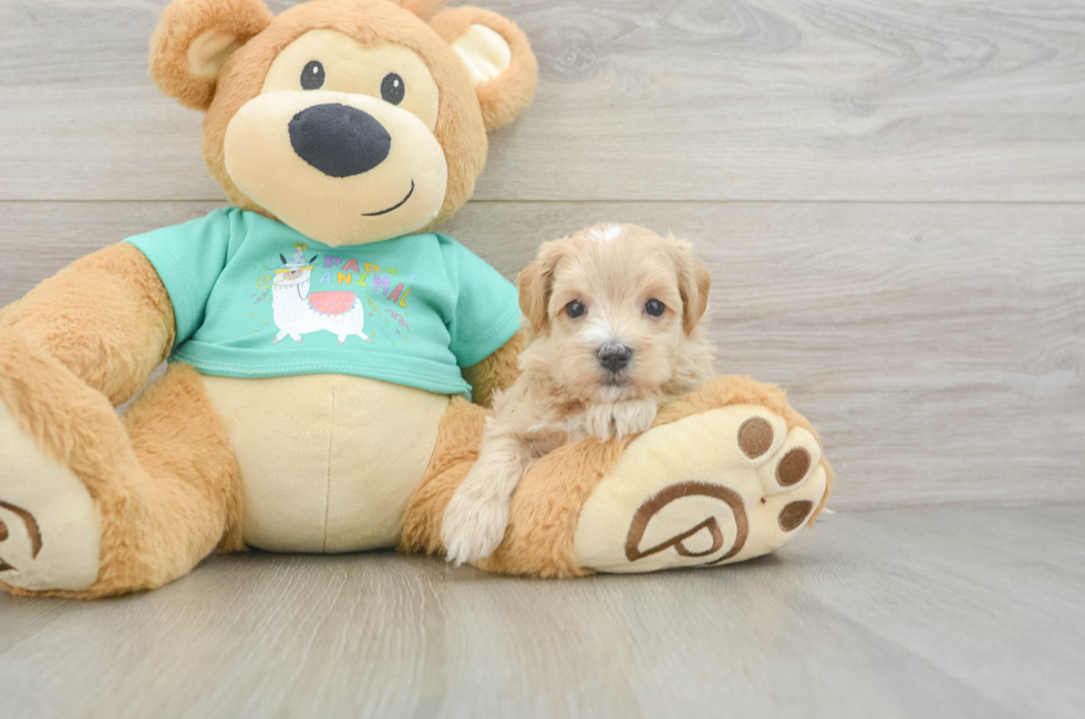 6 week old Maltipoo Puppy For Sale - Seaside Pups