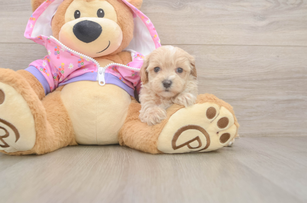 6 week old Maltipoo Puppy For Sale - Seaside Pups