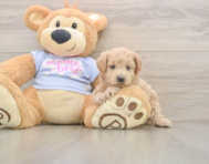 8 week old Maltipoo Puppy For Sale - Seaside Pups