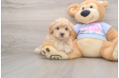 Best Maltipoo Baby