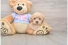 Maltipoo Puppy for Adoption