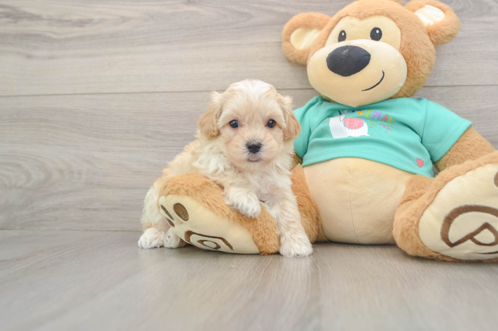 Maltipoo Puppy for Adoption