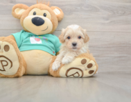 8 week old Maltipoo Puppy For Sale - Seaside Pups