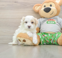 8 week old Maltipoo Puppy For Sale - Seaside Pups
