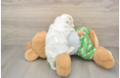 Best Maltipoo Baby