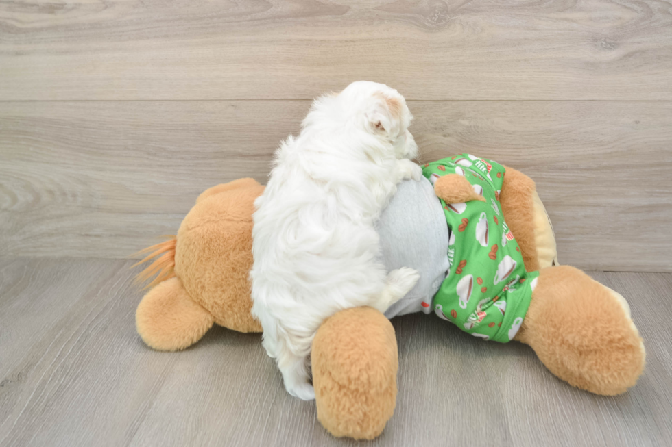 Best Maltipoo Baby