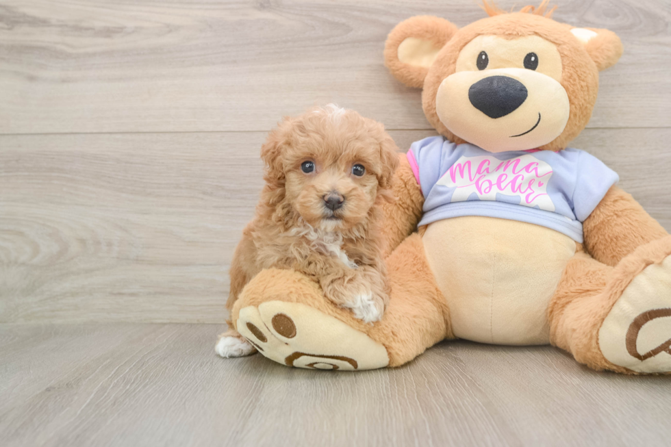 Small Maltipoo Baby