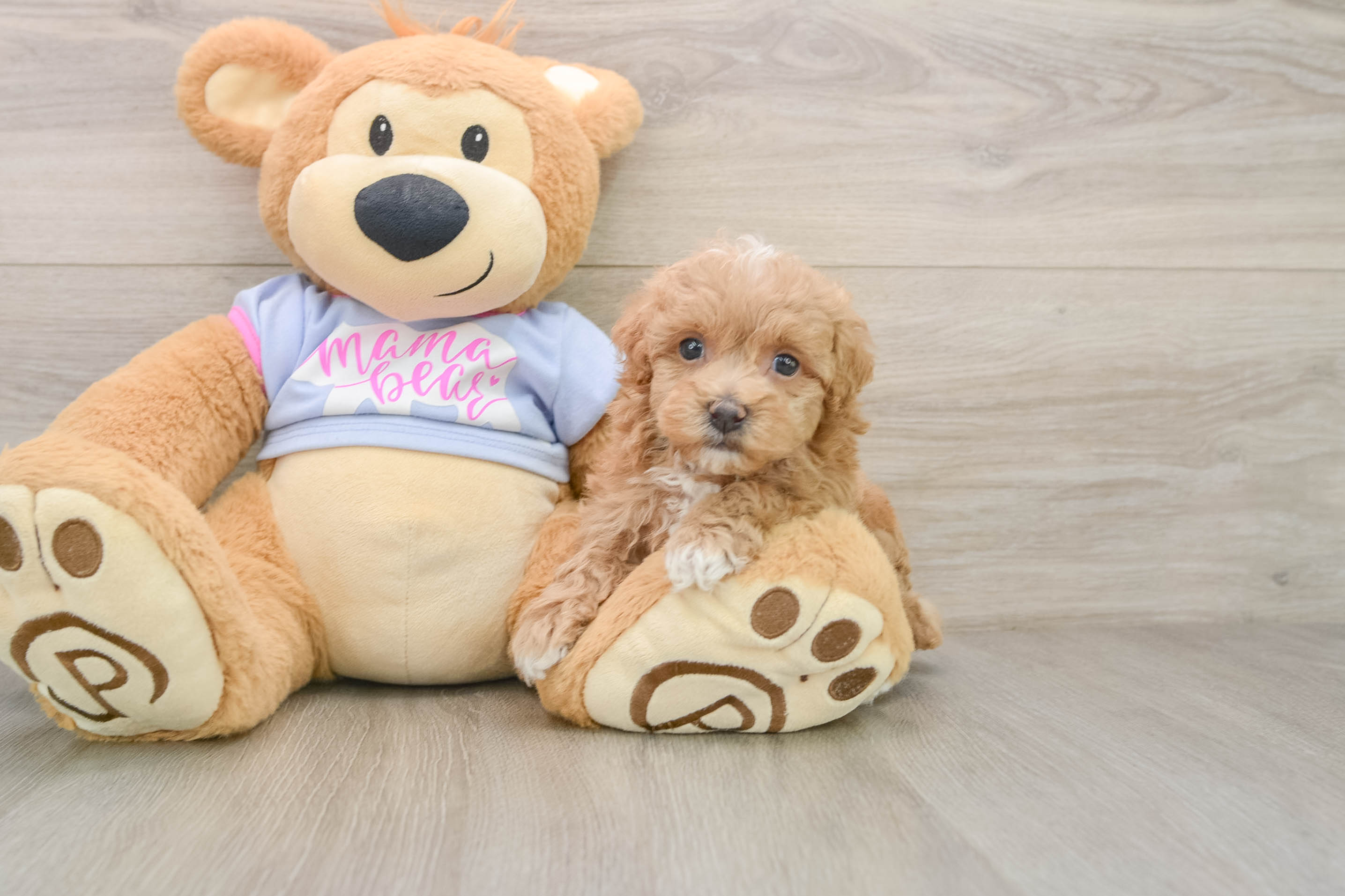 Best Maltipoo Baby