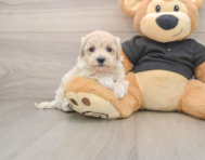 8 week old Maltipoo Puppy For Sale - Seaside Pups