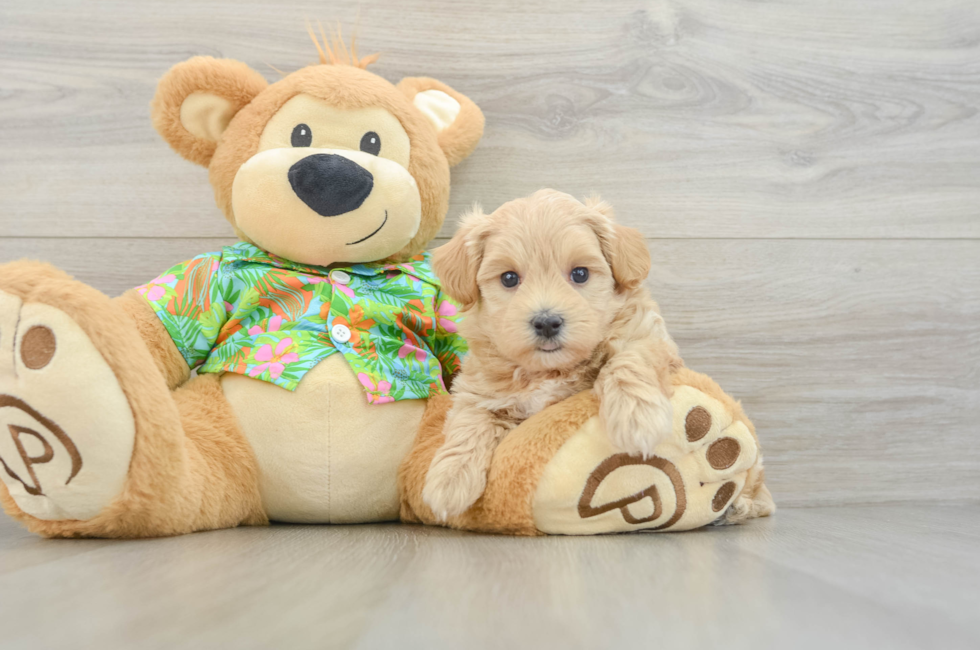 5 week old Maltipoo Puppy For Sale - Seaside Pups