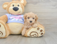 8 week old Maltipoo Puppy For Sale - Seaside Pups