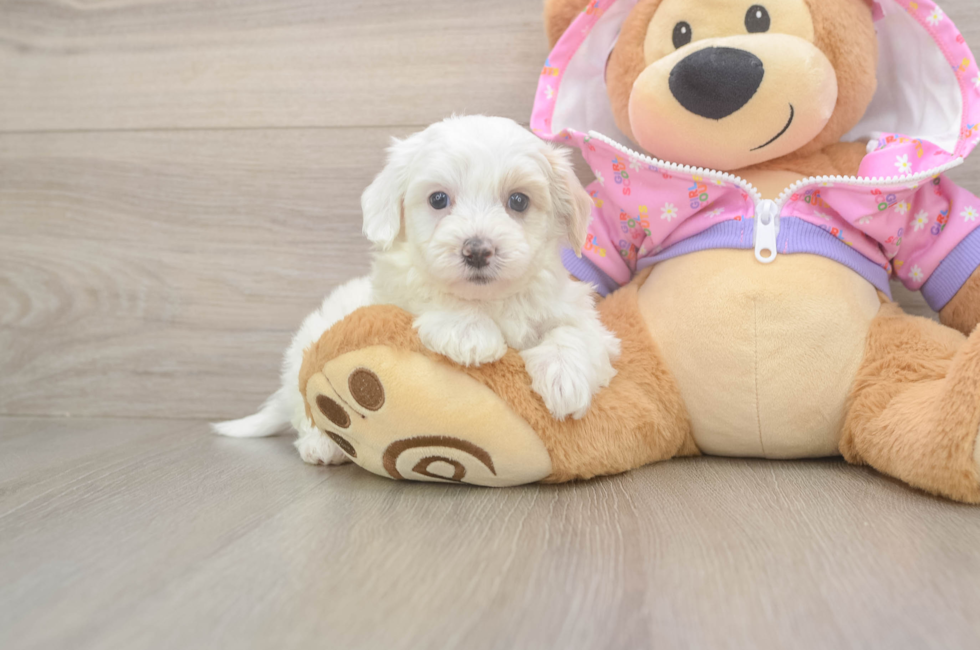 6 week old Maltipoo Puppy For Sale - Seaside Pups