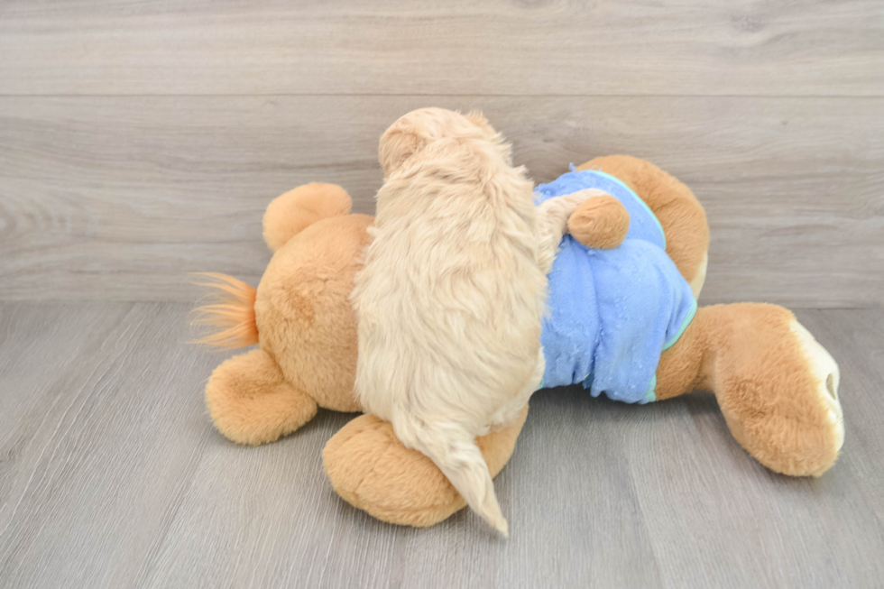 Energetic Maltepoo Poodle Mix Puppy