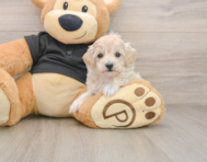 8 week old Maltipoo Puppy For Sale - Seaside Pups