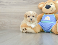 6 week old Maltipoo Puppy For Sale - Seaside Pups