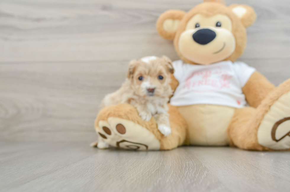 6 week old Maltipoo Puppy For Sale - Seaside Pups