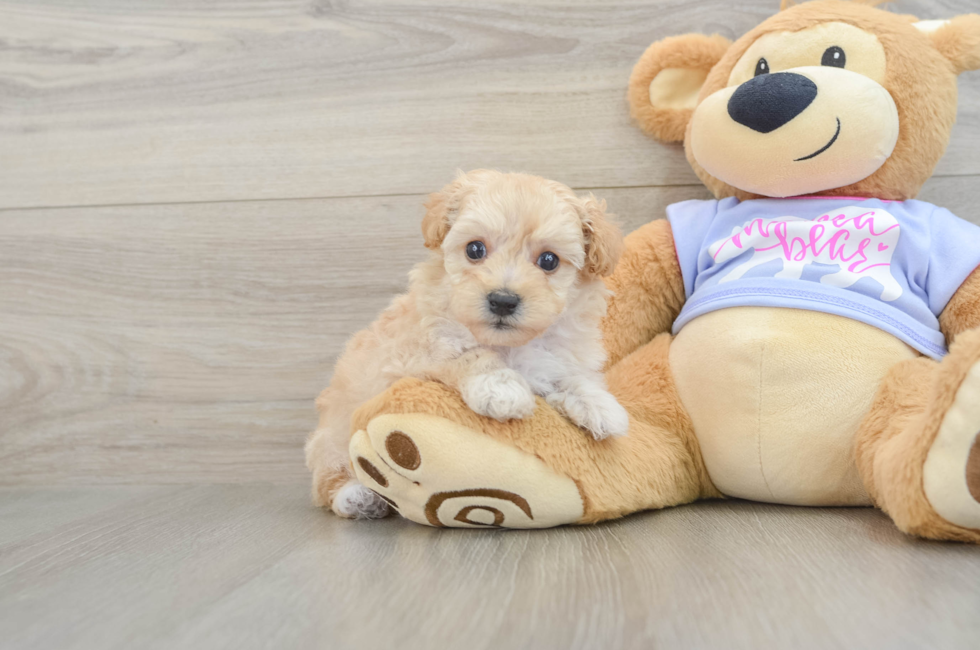 5 week old Maltipoo Puppy For Sale - Seaside Pups