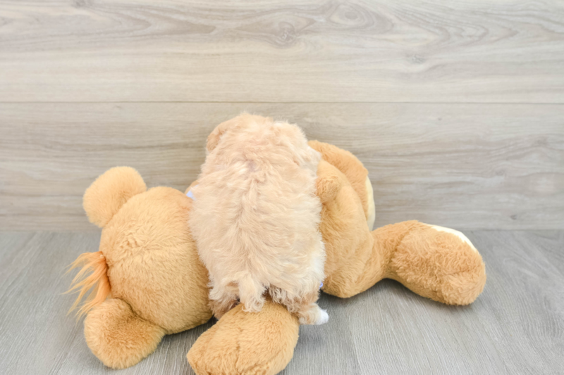Meet Fry - our Maltipoo Puppy Photo 2/3 - Seaside Pups