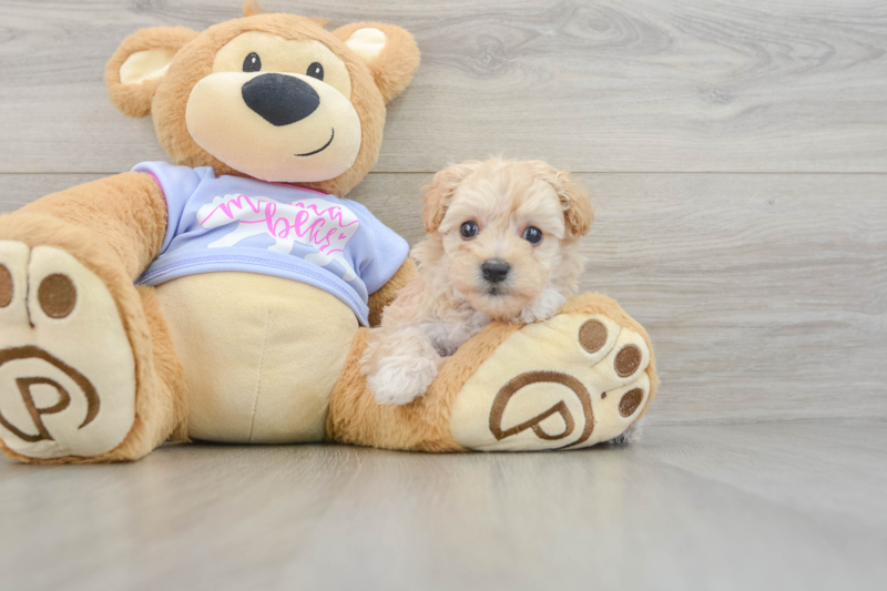 Meet Fry - our Maltipoo Puppy Photo 3/3 - Seaside Pups