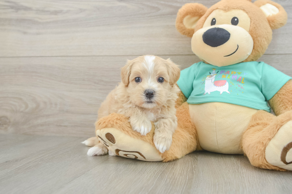 6 week old Maltipoo Puppy For Sale - Seaside Pups