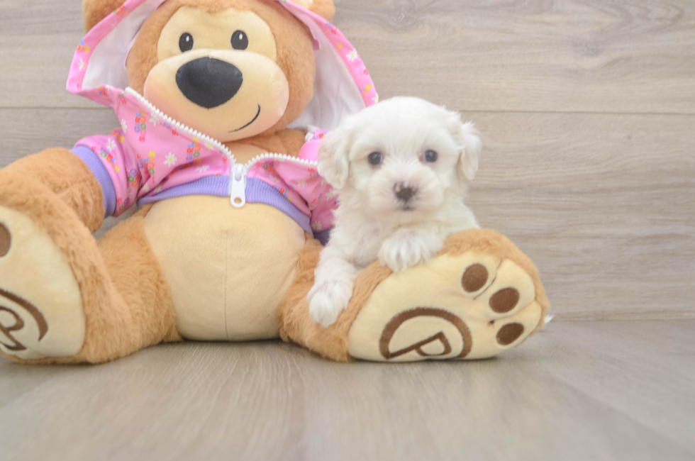 6 week old Maltipoo Puppy For Sale - Seaside Pups