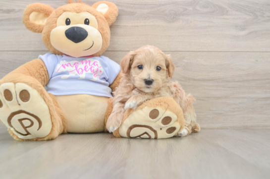 Petite Maltipoo Poodle Mix Pup