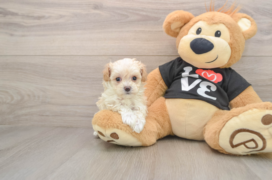 Maltipoo Puppy for Adoption