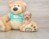 8 week old Maltipoo Puppy For Sale - Seaside Pups