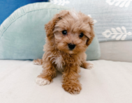 9 week old Maltipoo Puppy For Sale - Seaside Pups