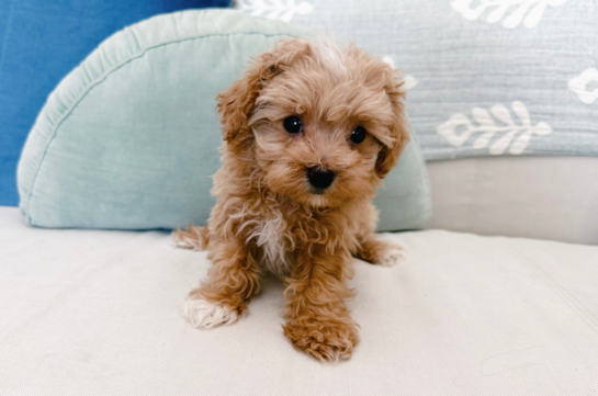 Cute Maltipoo Baby