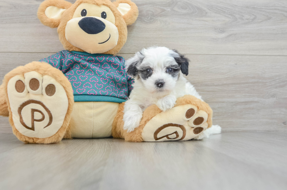 8 week old Maltipoo Puppy For Sale - Seaside Pups