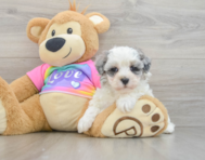 9 week old Maltipoo Puppy For Sale - Seaside Pups