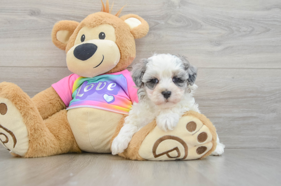 6 week old Maltipoo Puppy For Sale - Seaside Pups