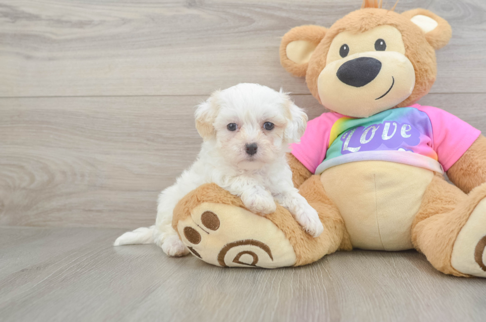 6 week old Maltipoo Puppy For Sale - Seaside Pups