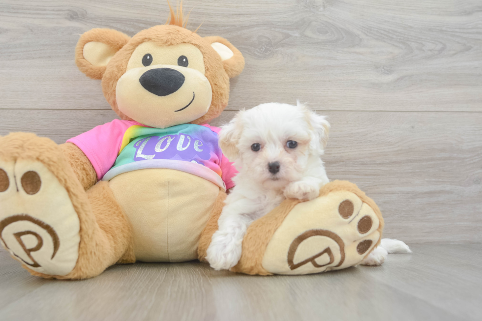 Maltipoo Puppy for Adoption
