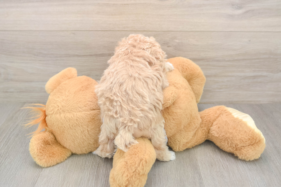 Maltipoo Puppy for Adoption