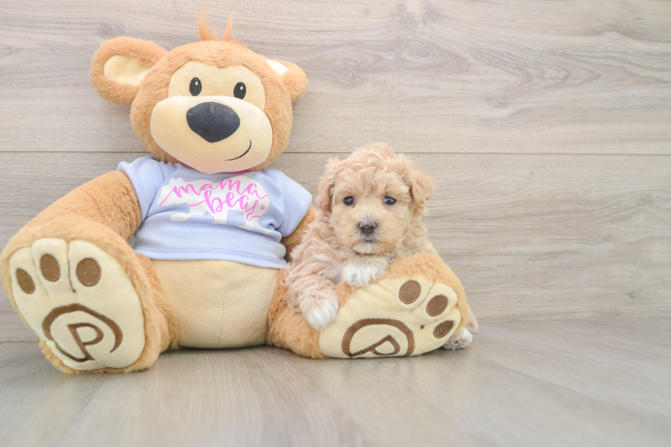 Smart Maltipoo Poodle Mix Pup