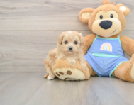 8 week old Maltipoo Puppy For Sale - Seaside Pups